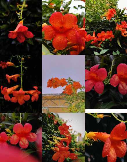 美国凌霄什么季节开花 凌霄花是什么样的