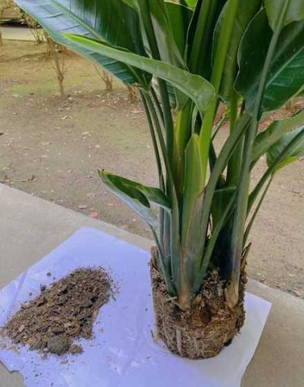 鹤望兰什么时候换盆好 鹤望兰的换盆什么季节合适