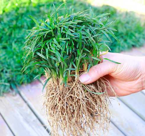 麦冬草与草坪比哪个好 丹麦草与麦冬草,哪个更好