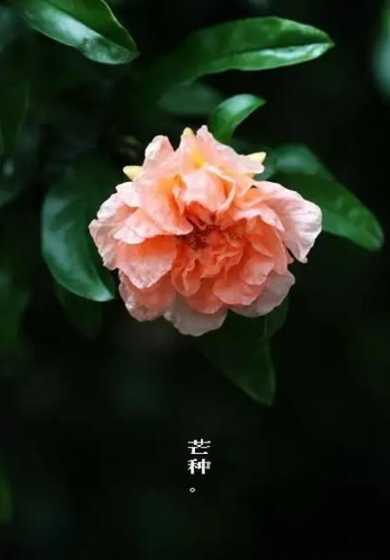 夏至养花需要注意什么 盆栽兰花养护要注意什么