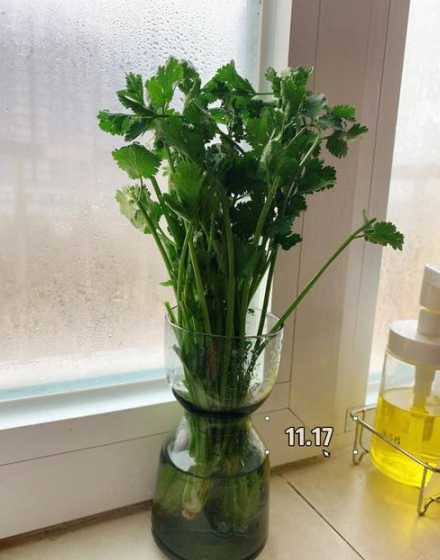 香菜室内怎么种植方法 香菜适合室内种吗 香菜能不能种植在室内