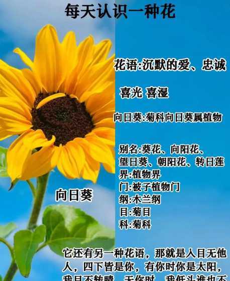 向日葵花语什么时候种 高考向日葵什么时候种