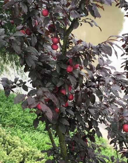 红叶李子和什么树授粉 红叶李和李子的区别是什么