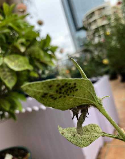 葵花上的虫子拿什么治 君子兰长虫子怎么办