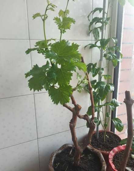 新栽盆栽葡萄怎么管理 种植盆栽葡萄的管理以及方法