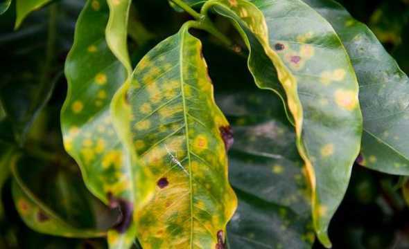 茶花树掉叶子怎么回事 茶花掉叶子是怎么回事,茶花掉叶子的原因及解决方法