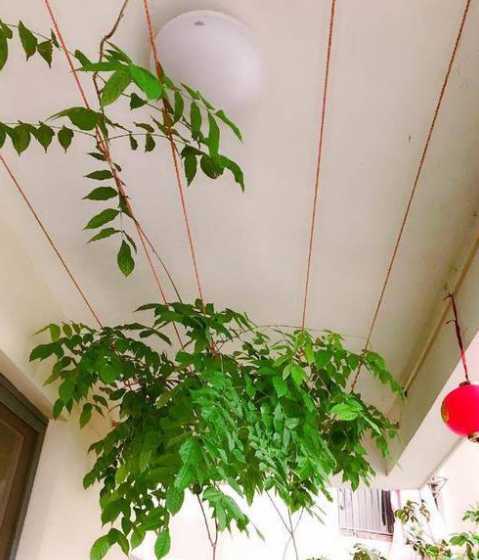 什么盘栽可以遮挡烈日 给老婆送花送什么花