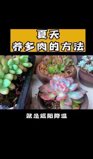 多肉夏天怎么养北方 北方夏天的多肉怎么养护 北方夏天的多肉养护方法
