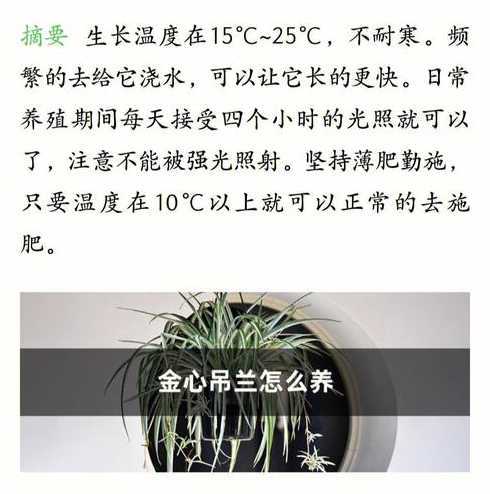 金边吊兰晒太阳怎么养 吊兰能晒太阳吗怎么养