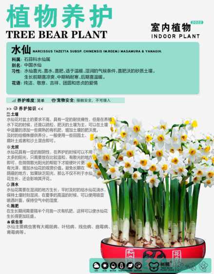 阳光不好水仙怎么养护 水仙花怎么养在没有阳光的情况下怎么办