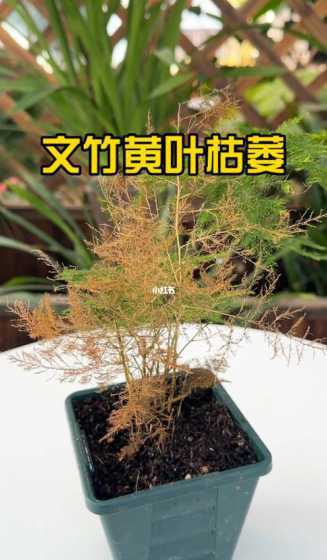 文竹叶子发黄怎么办竹 文竹的叶子发黄,应该怎么办