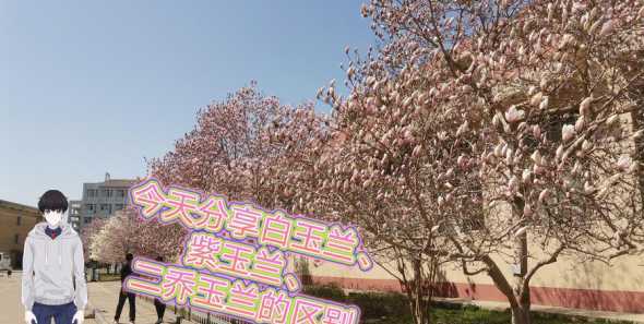 白玉兰和红玉兰哪个好 坟前栽白玉兰还是红玉兰好