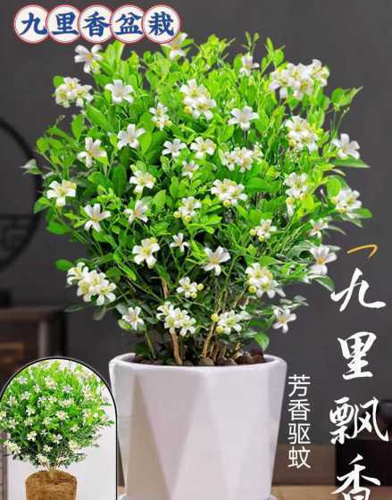 九里香驱蚊效果怎么样 九里香驱蚊效果明显吗