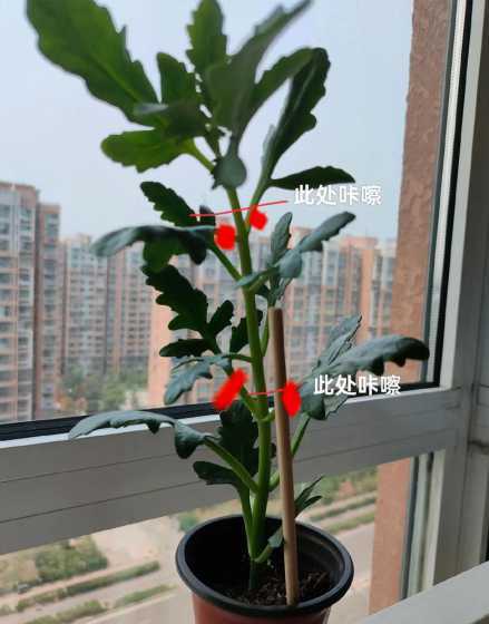 长寿花怎么样修剪枝条 长寿花的修剪方法