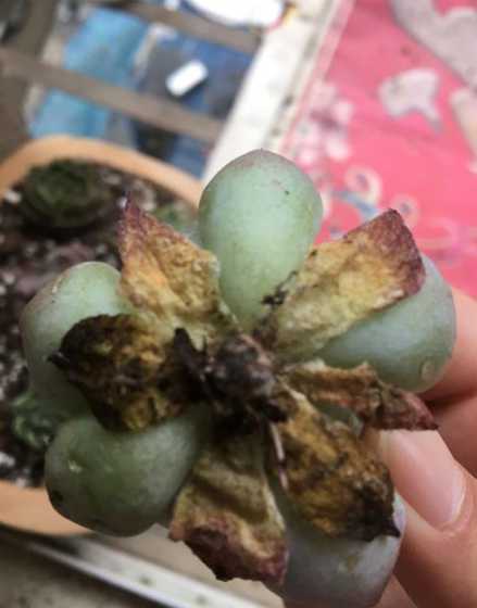 多肉植物烂掉了怎么办 多肉植物 玉露的叶子烂了怎么办