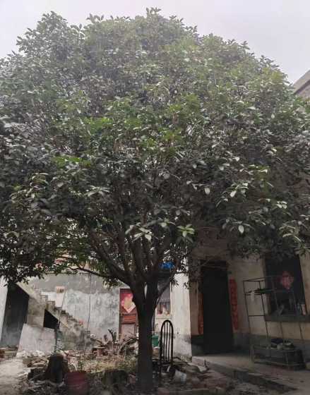 25公分桂花树多少钱 桂花1公分,2公分,3公分,4公分报价多少钱