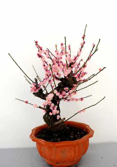 盆栽梅花为什么要换盆 盆栽梅花什么时候换盆