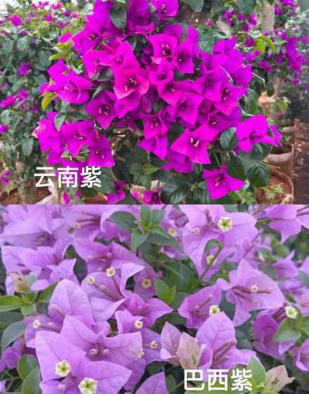巴西三角梅有什么区别 如何辨别巴西三角梅