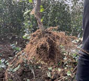 红心苹果苗多少钱一株 苹果苗品种介绍(红肉苹果苗、红心苹果苗)