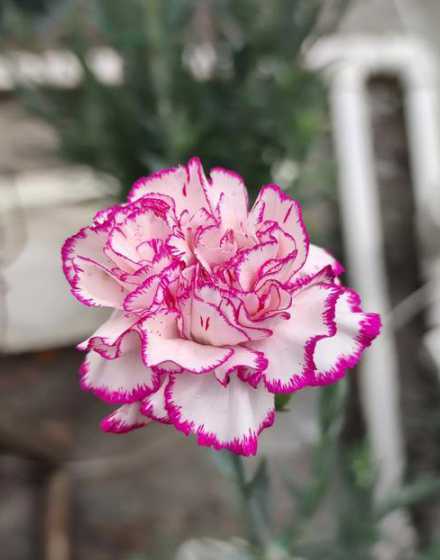 切花康乃馨很高怎么办 为什么我的切花康乃馨只长个子不长花苞呢