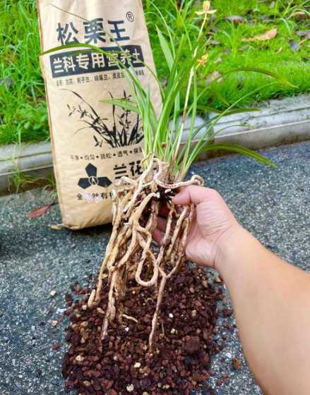 兰花用什么土壤栽培好 种兰花要用什么土壤才好