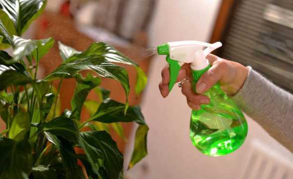 夏天6月绿萝怎么浇水 绿萝什么时候浇水好