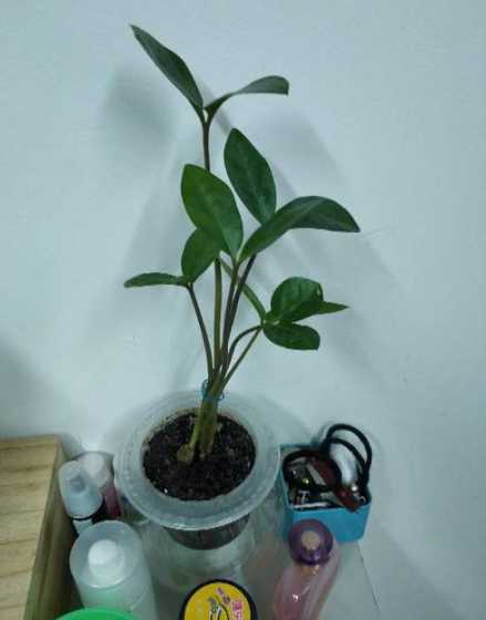 怎么完整保留叶子根茎 怎样保留完整的牛头头骨～