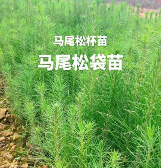 马尾松每亩栽种多少苗 湿地松每亩种植多少棵湿地松的种植距离