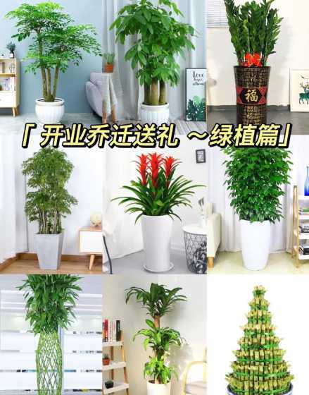 开业门口摆放什么绿植 公司开业送什么绿植比较好,开业送什么植物寓意好