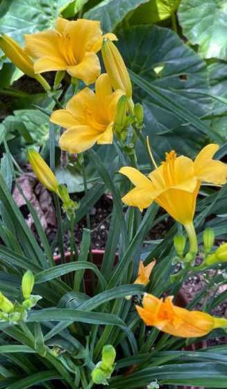 大花萱草什么品种好用 萱草品种有哪些(大花萱草品种推荐)