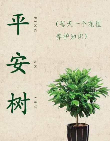 平安树放家里什么好处 家里适合养平安树吗