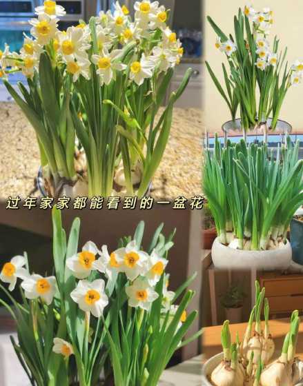 水仙球花怎么种植方法 水仙花的种植方法 水仙种球 水仙怎么种