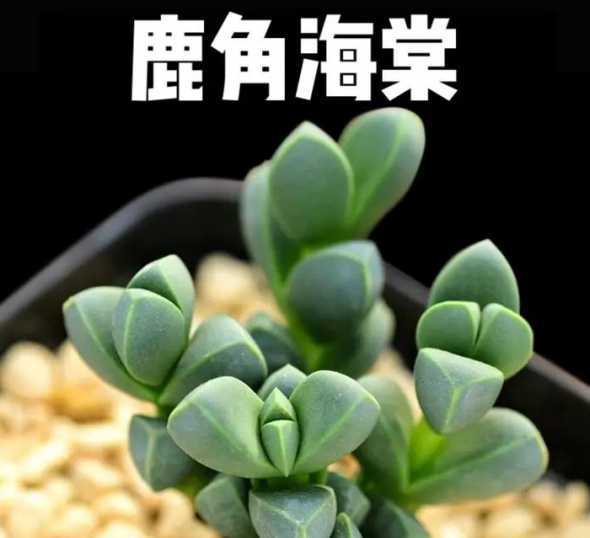 鹿角海棠多肉怎么养护 鹿角海棠怎么养护比较好