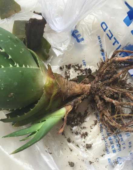 芦荟花根烂了怎么补救 芦荟烂根后怎么补救