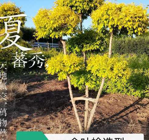 金叶榆价格一般多少钱 金叶榆多少钱能买到