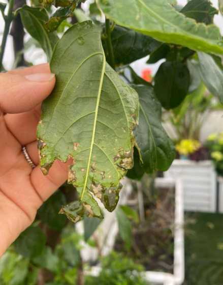梅花为什么老有小黑虫 梅花有小黑虫枝干黏黏的