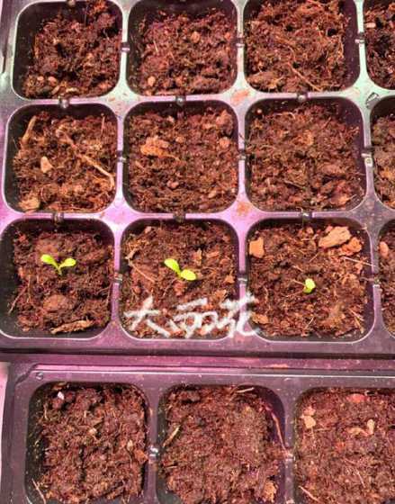 冬天草种多久才能发芽 玉米草种十多天还没发芽怎么回事