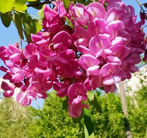 香花槐开什么颜色的花 槐树花是什么颜色的