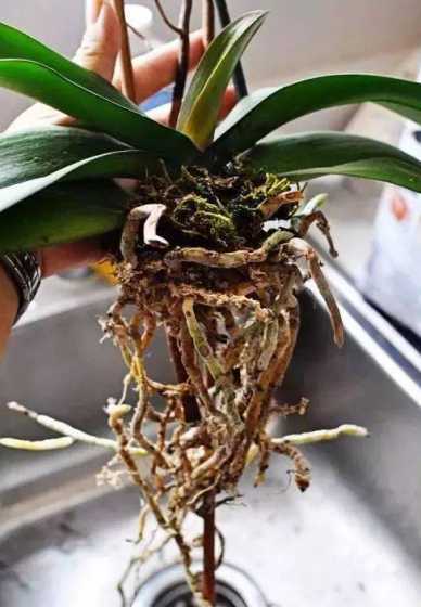 花草泡在水里多久会烂根 茶水发酵多久浇花最好