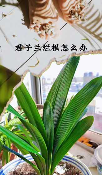 君子兰根烂了怎么处理 君子兰根部烂了怎么救