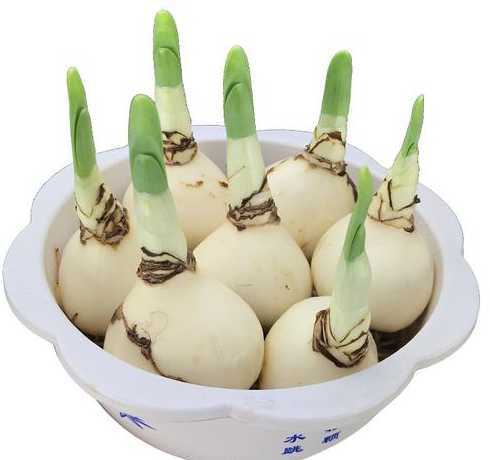 种植水仙种球怎么处理 水仙花种球保存的方法