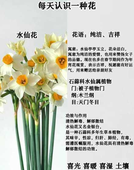 水仙花为什么要每年摆 春节为什么要种水仙花