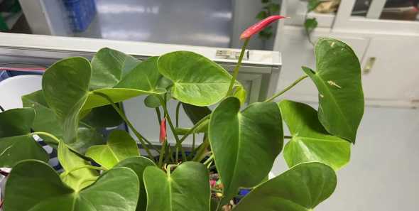 怎么样让红掌花开的大 怎样打理红掌才能花开不断呢有哪些需要注意的地方