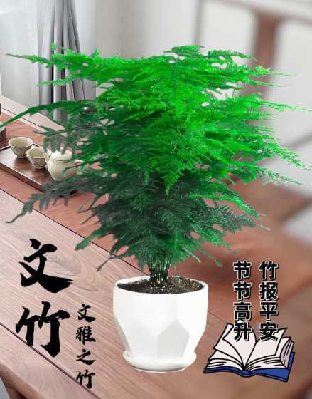 秋天的文竹是什么颜色 文竹秋天会发黄吗