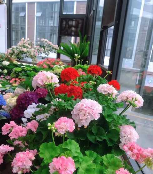 花卉一般1平方多少株 一平米种植多少株蔷薇比较合适