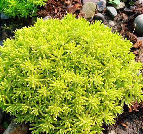 垂盆草的种子怎么种植 如何能得到垂盆草种子