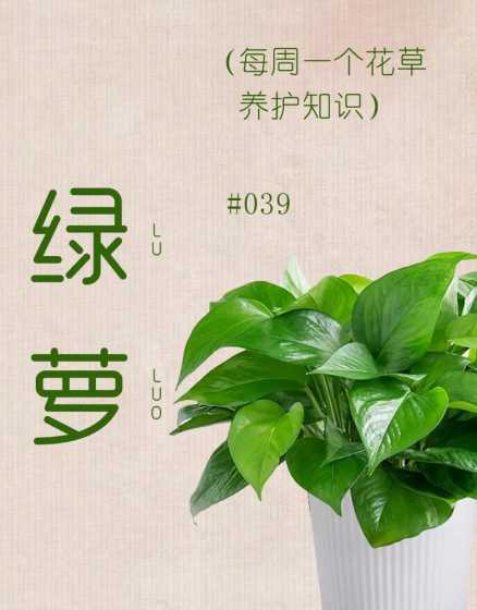 绿萝象征的含义是什么 绿萝的寓意和象征