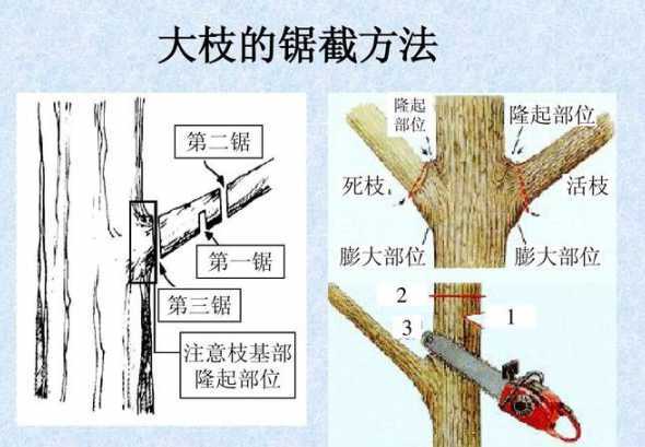 树木修剪的作用是什么 庭院花木修剪的意义和作用