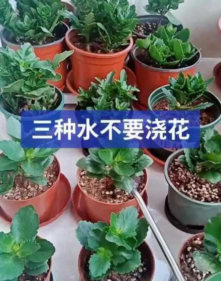 夏天花浇水什么时候好 什么时候给花浇水最佳