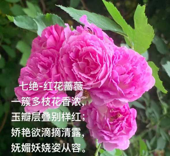 蔷薇花开代表什么含义 蔷薇是什么意思啊(蔷薇是什么意思)